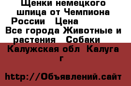 Щенки немецкого шпица от Чемпиона России › Цена ­ 50 000 - Все города Животные и растения » Собаки   . Калужская обл.,Калуга г.